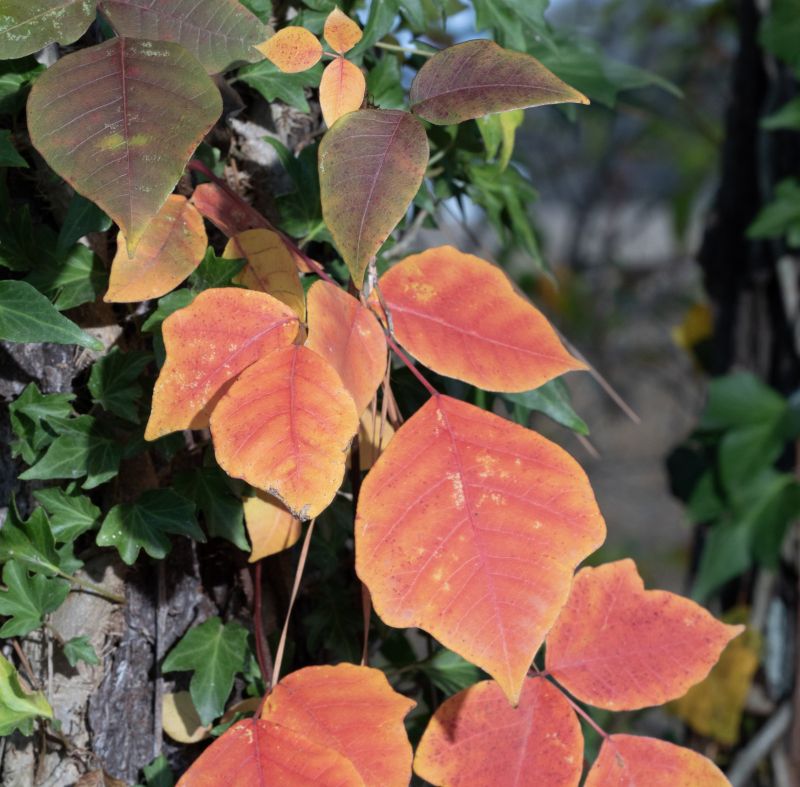 Poison Ivy Removal in Harford County, MD