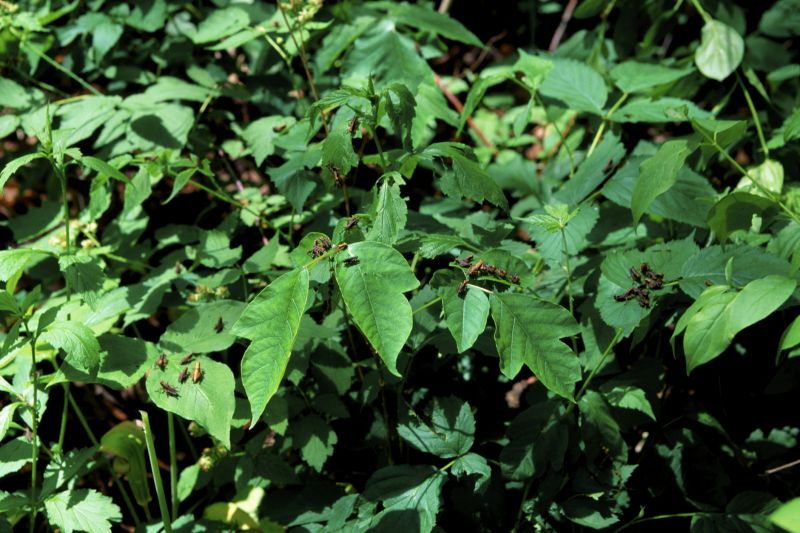 Poison Oak Removal in Allentown, PA