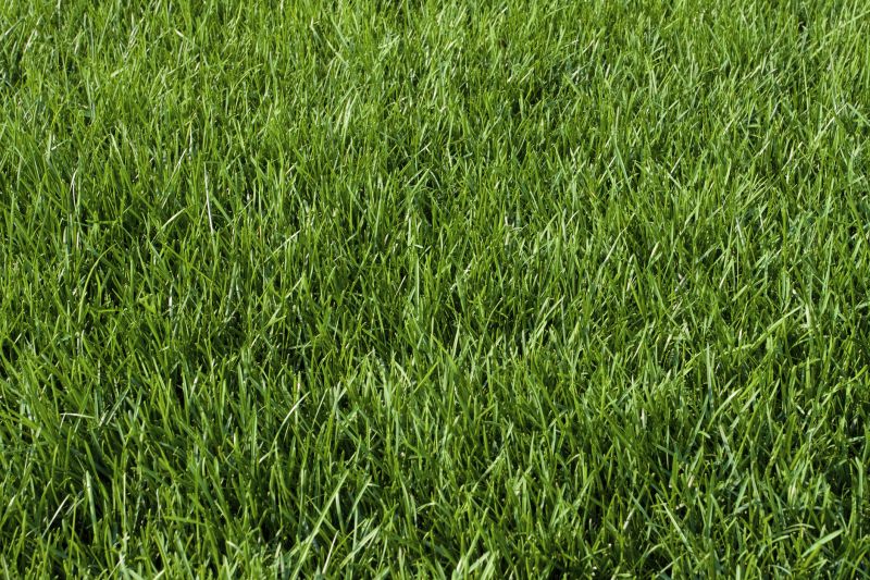 Bluegrass Sod Installation in Ventura County, CA