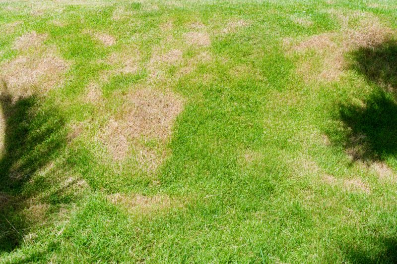 Signs Lawn Needs Dethatching