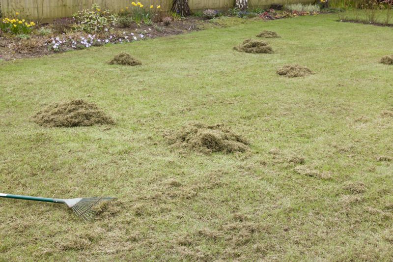Post-Dethatching Lawn