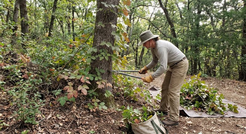 Poison Ivy Removal in Wilmington, DE