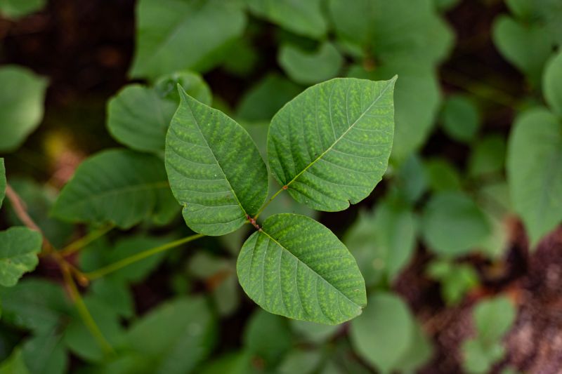 Poison Oak Removal in Bel Air, MD