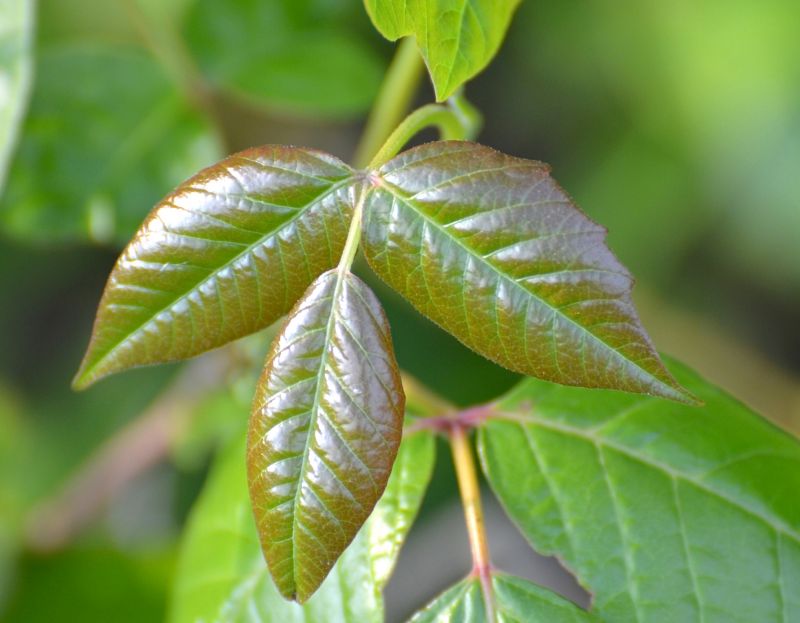 Poison Oak Removal in Philadelphia, PA