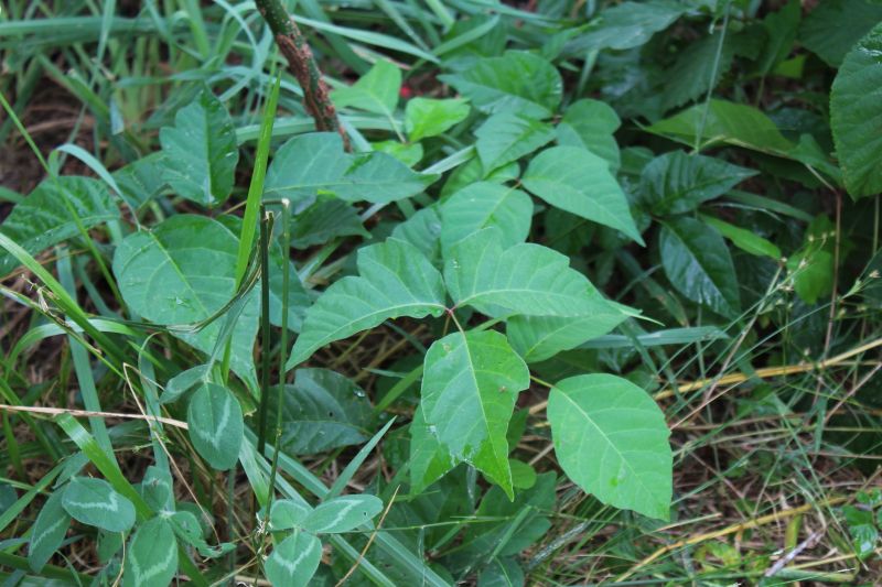 Poison Oak Removal in Newark, DE