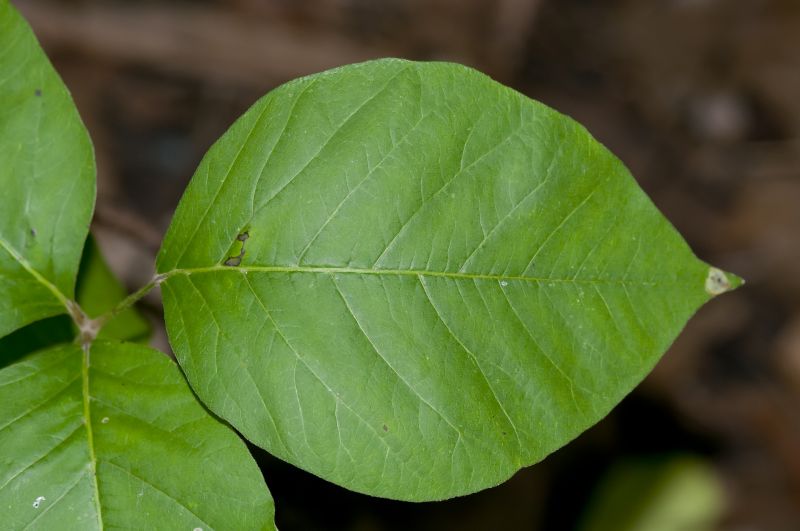 Poison Oak Removal in Harford County, MD