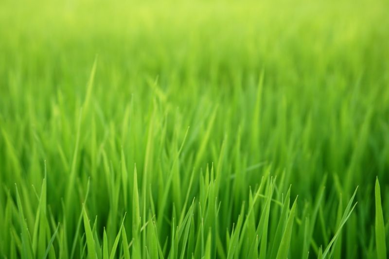 Reseeding Service in Honolulu, HI