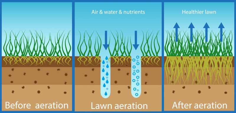 Lawn Maintenance Post-Aeration