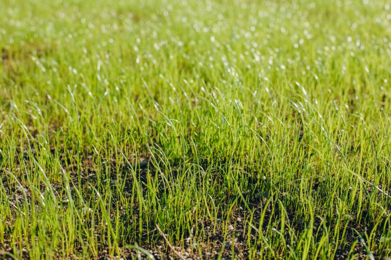 Spring Grass Seeding in Honolulu, HI