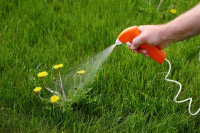 Thistle Treatment in Rockwall, TX